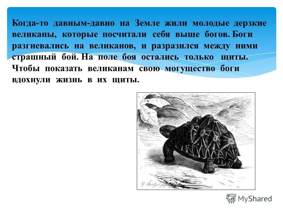 Черепаха рассказ 3 класс. Рассказ о черепахе. Проект про черепаху. Презентация про черепаху для школьников. Бог черепаха.