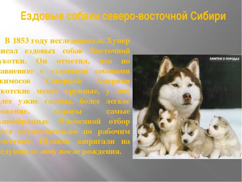 Рассказ о собаке. Доклад про собаку лайку. Рассказ о любимых породах собак. Рассказ о породе собак лайка. Мой питомец собака сочинение 2 класс