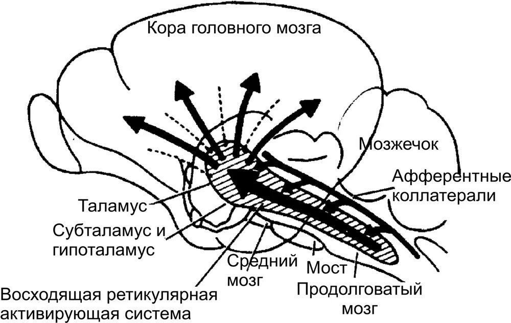 Ретикулярная формация ствола мозга. Восходящее влияние ретикулярной формации на кору головного мозга. Ядра ретикулярной формации продолговатого мозга. Восходящая активирующая система ретикулярной формации.