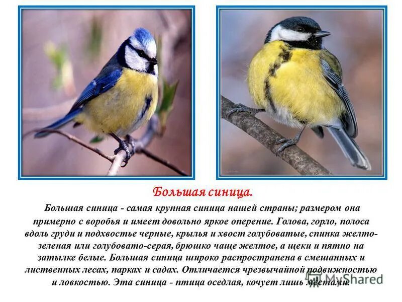 Синичка 5 содержание чем закончится