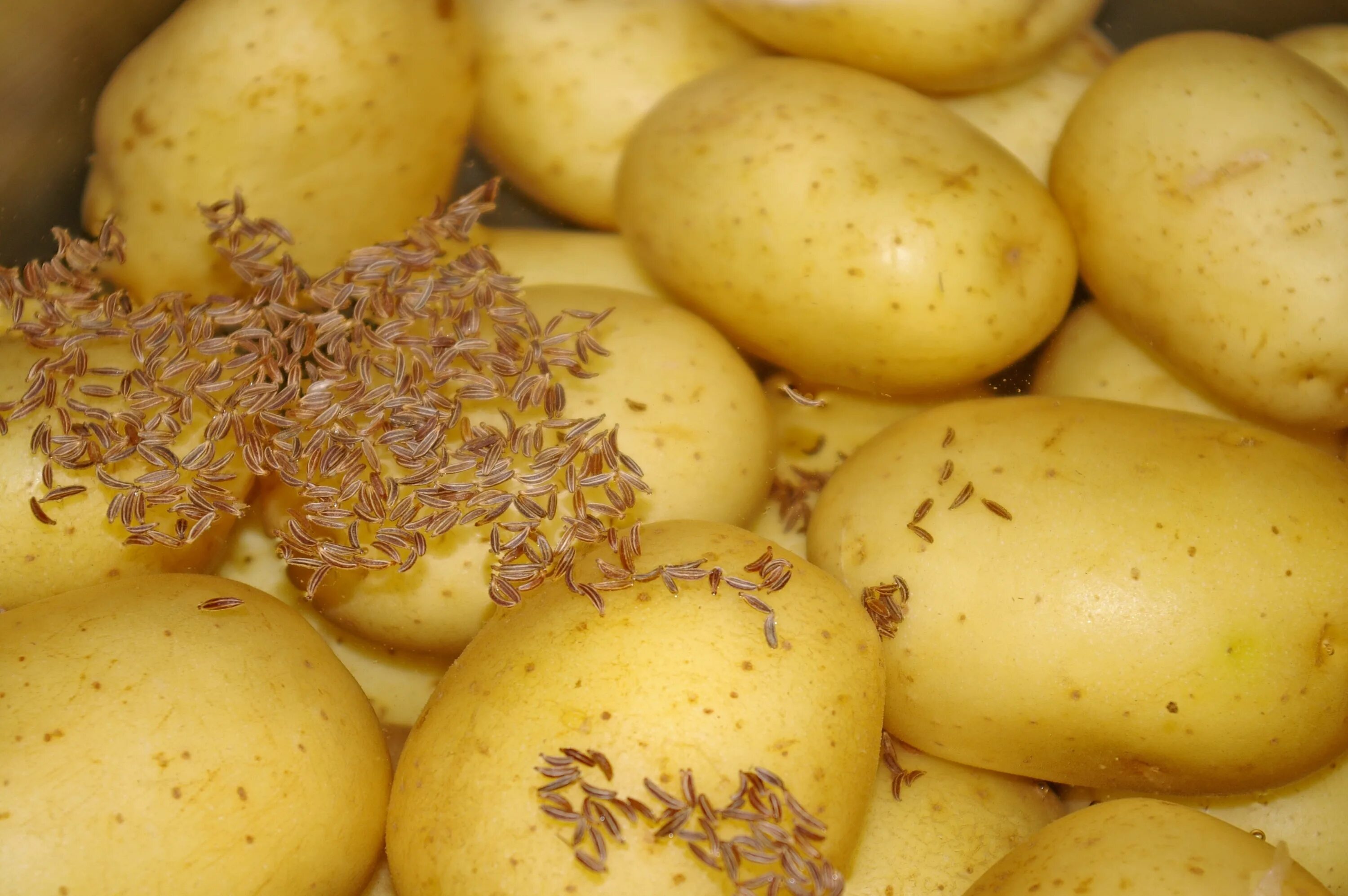Поле картошки. Здоровый картофель. Картофель в мундире. Картофельная груша. Приму картошку