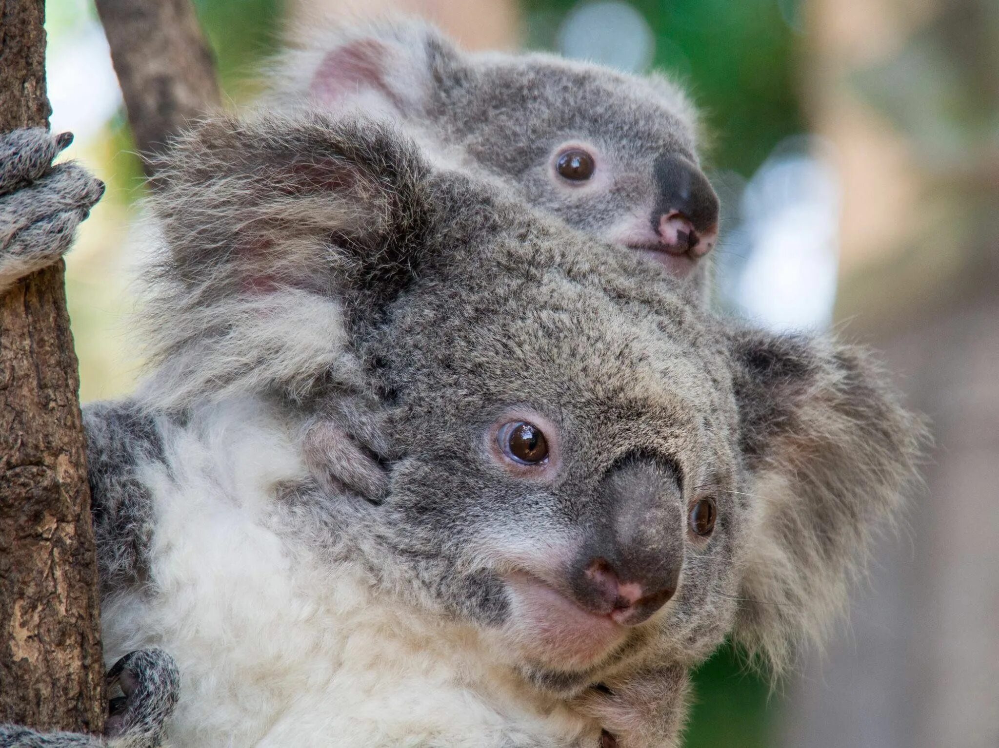 Коала относится к сумчатым. Животные Австралии коала. Коала сумчатое животное. Коала сумчатая с детенышем. Коала с детенышем.