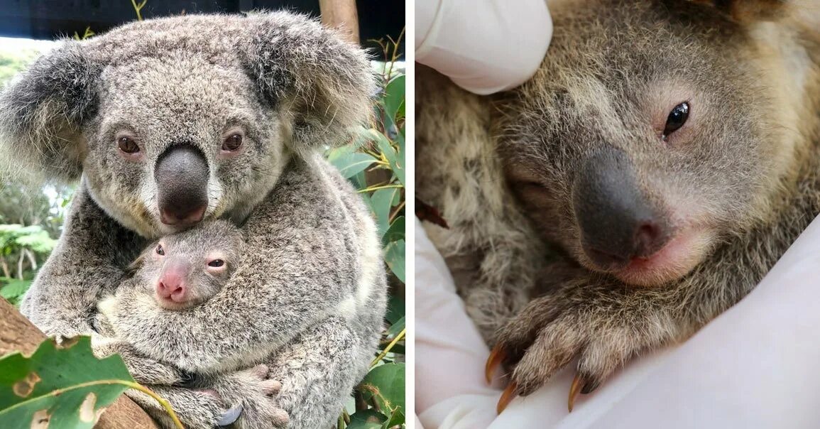 Коала мама. Квинслендский коала Koalemus. Коала с детенышем в сумке. Коала младенец. Коалы с малышом.