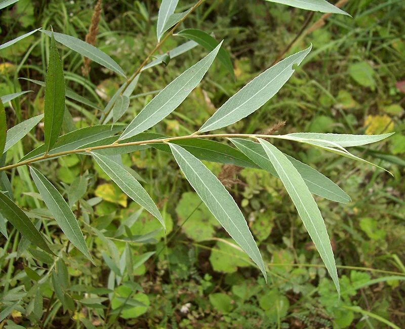 Salix Alba побеги. Salix Alba листья. Ива кангинская. Ива белая листья. Форма листа ивы