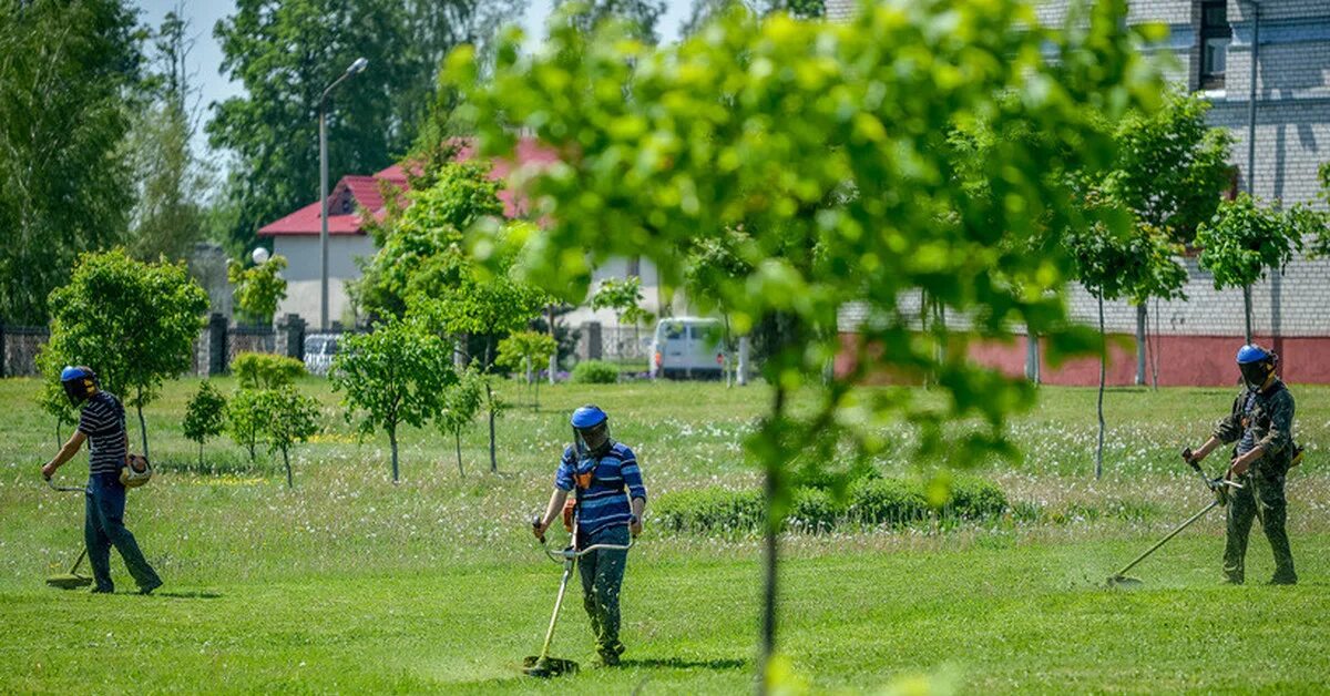 Косить траву. Как собрать траву после триммера. Триммер бензиновый husqvarna 129r. Грабли для травы после триммера. Косильщик.