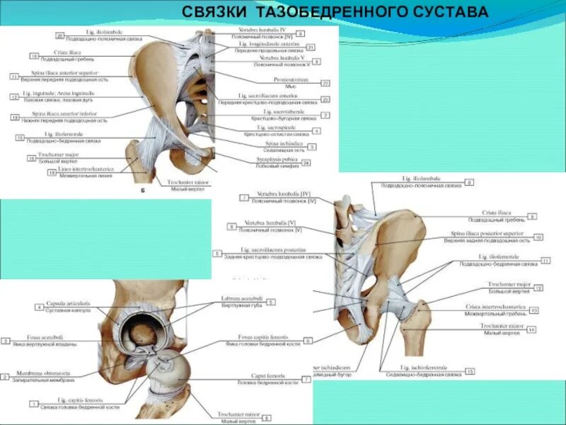 Тазобедренный сустав правый вид спереди. Внесуставные связки тазобедренного сустава. Связки тазобедренного сустава анатомия и сухожилия. Связочный аппарат тазобедренного сустава анатомия. Правый бедренный сустав