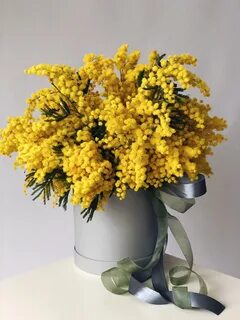 Красивый букет мимозы