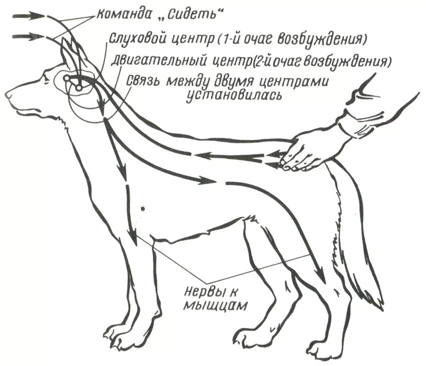 Безусловный рефлекс у собак. Схема образования условного рефлекса у собак на команду сидеть. Рефлекторная дуга условного рефлекса. Выработка условного рефлекса схема. Схема образования условного рефлекса у собак на команду стоять.