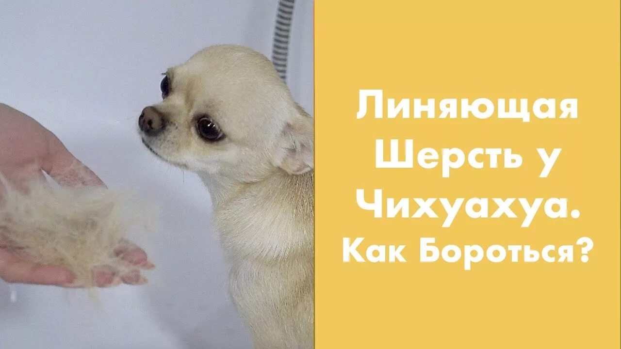 Температура у собак чихуахуа. Чихуахуа линька. чихуахуа линяет. вычесывание шерсти чихуахуа. у щенка чихуа лезет шерсть.
