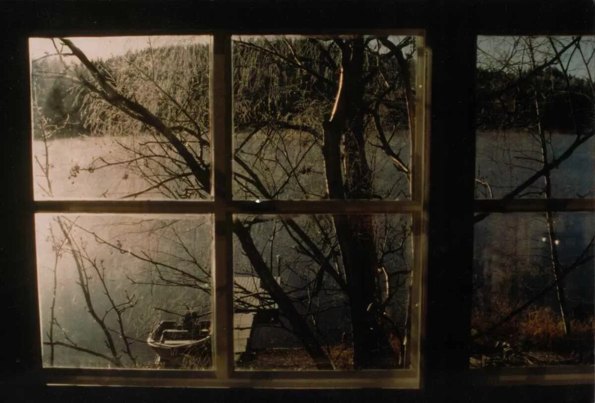 Окно дерево. Вид из окна поздняя осень. Деревья за окном. Ветки деревьев на окно.