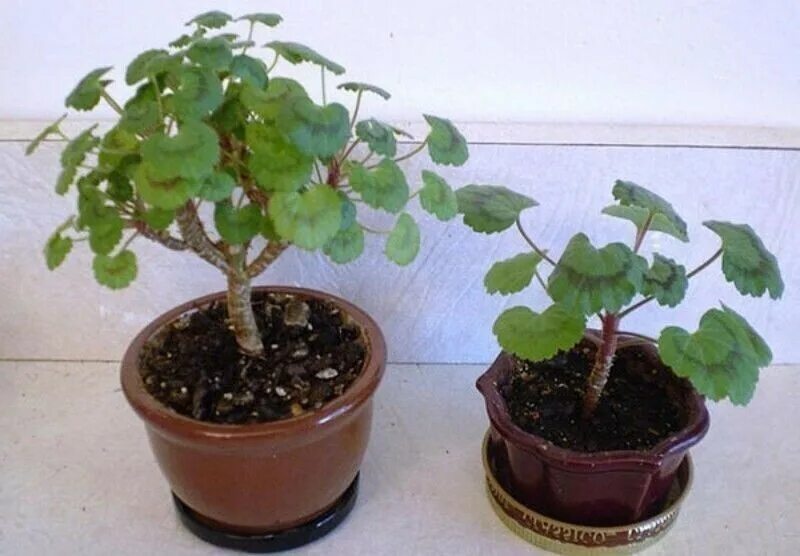 Как формировать герань. Привой герани. Гибискус штамбовый. Обрезка герани осенью схема. Правильная обрезка герани.