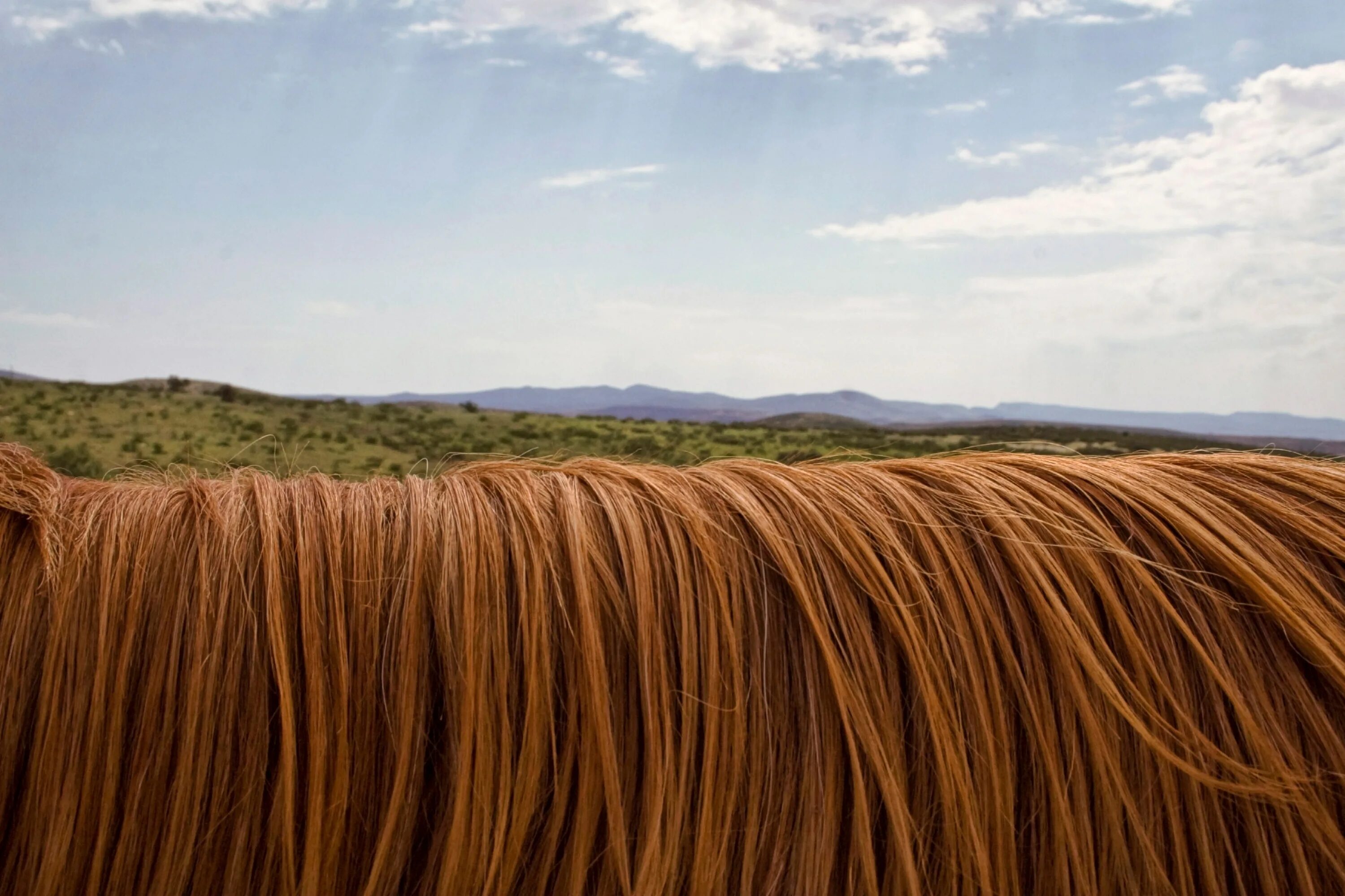 Волосы лошади. Лошадиные прически. Грива волос. Длинные волосы у животных.