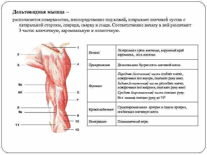 Дельтовидная мышца функции. Задняя дельтовидная мышца функции. Дельтовидная мышца начало прикрепление функции. Дельтовидная мышца руки функции.