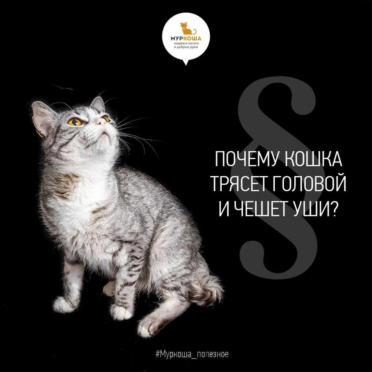 Почему котенок чешет. Кот виляет головой. кота колбасит. кот чешет уши и трясет головой. почему кошка трясёт головой.