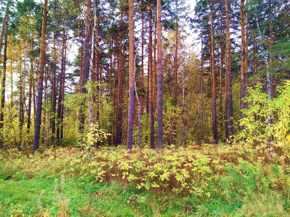 Дзержинский лес. Совец река дзержинск. Город лес в дзержинске. Как благоустроить лес. Первомайск нижегородская область природа.
