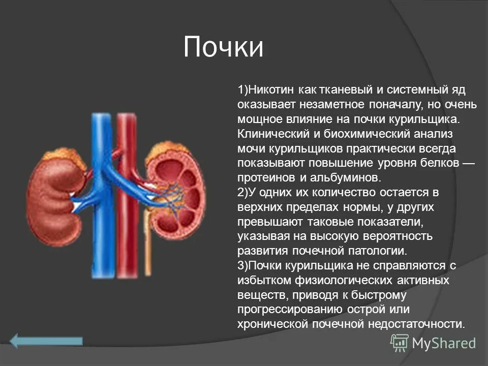 Влияние печени на почки. Воздействие никотина на почки. Влияние сигарет на почки человека.