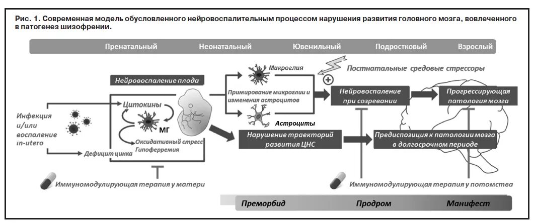 Стереотипный вариант развития патологии подразумевает. Патогенез шизофрении психиатрия. современные теории патогенеза шизофрении. механизм развития шизофрении схема. шизофрения патогенез схема.