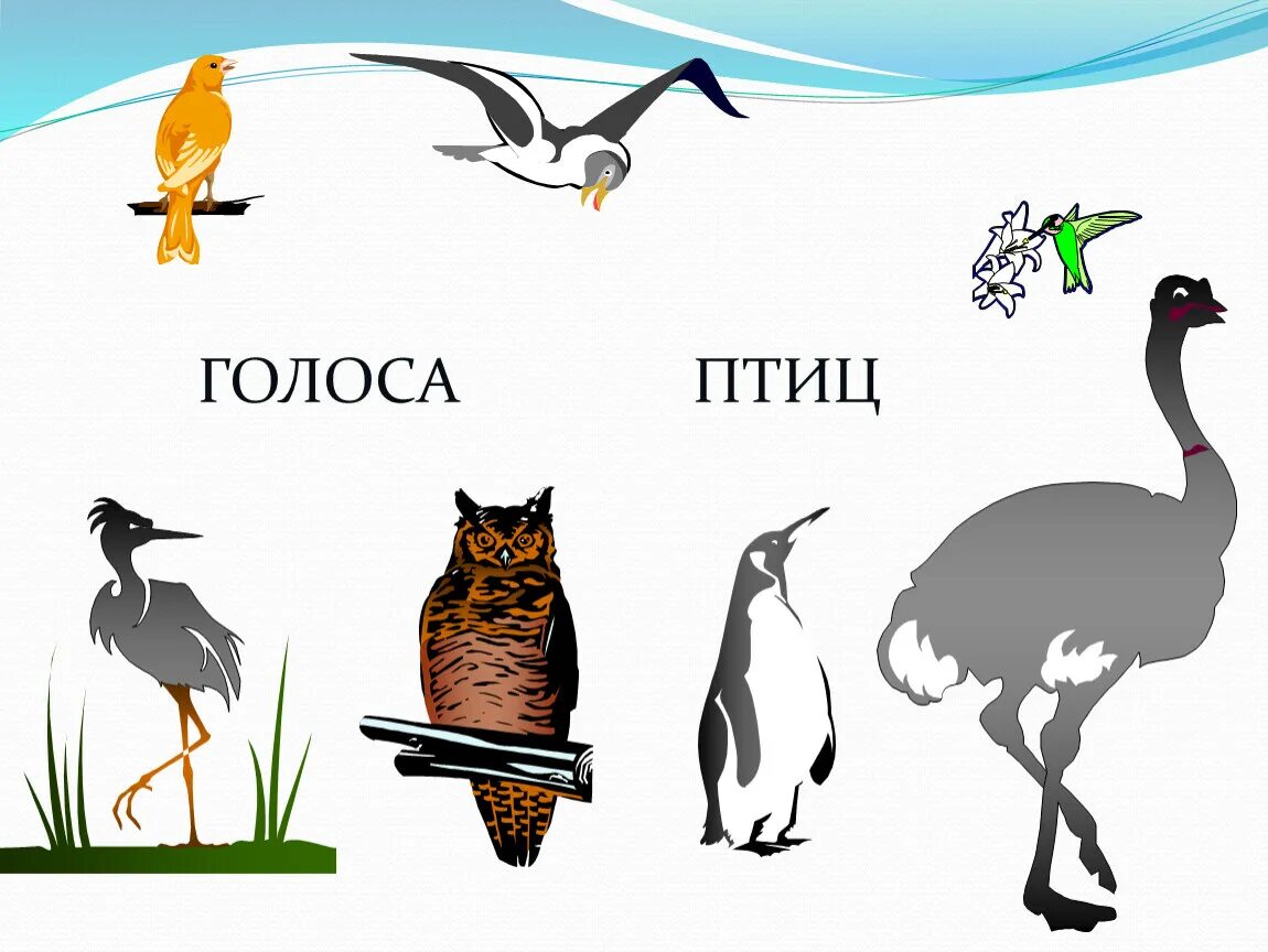 Голоса птиц словами. Голоса птиц. Голоса птиц с названиями. Голоса птиц картинки. Какой голос птицы.