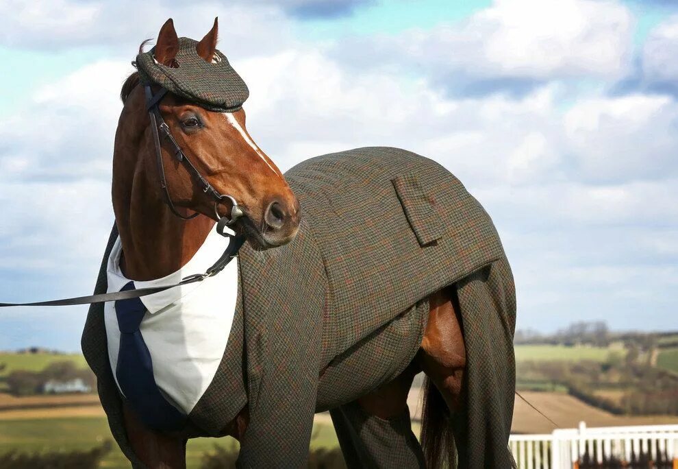 THE BIGGEST HORSES In The World - YouTube