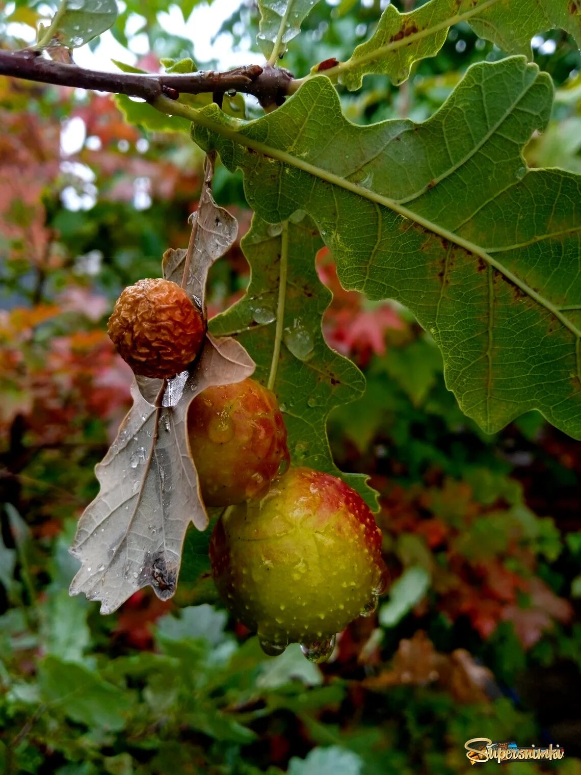 Дубовое яблоко. Яблоки на дубе. Дубовое яблоко. Галлы на дубе. Наросты на дубовых листьях.