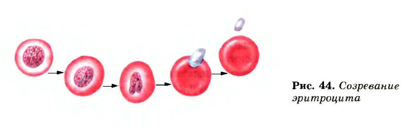 Стадии развития крови. Процесс созревания эритроцитов. Развитие эритроцита схема. Процесс образования эритроцитов схема. Формирование эритроцитов схема.