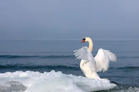 Отдых лебеде