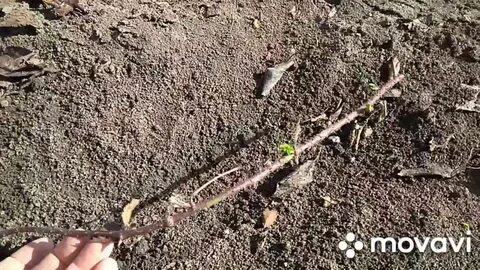 Как сохранить саженцы с осени до весны