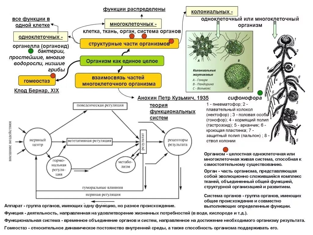 Взаимосвязь тканей и органов. Организм как единое целое. Структурные части многоклеточного организма. Взаимосвязи клеток, тканей и органов.. Точка ру биология