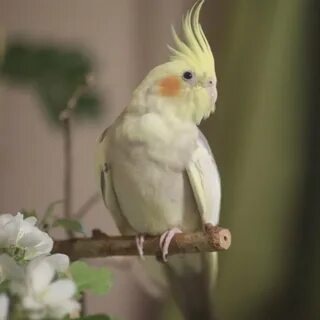 Корелла фото самки