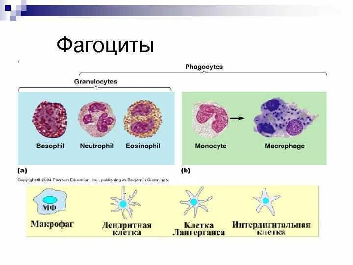 Фагоциты функция клетки. Лейкоциты и фагоциты. Микрофаги: нейтрофилы фагоцитоз. Лимфоциты фагоцитоз. Макрофаги фагоцитоз