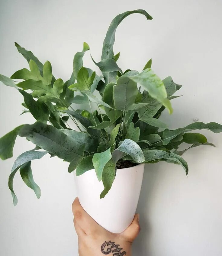House Plants - Cactus - OutdoorPlants - Indoor Plants - IKEA Indoor plants, Plan