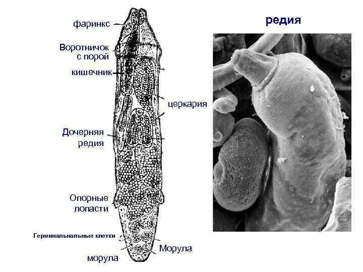 Мирацидий спороциста релия церкария. Редия печеночного сосальщика. Редии трематод. Редия печеночного строение. Спороцисты редии