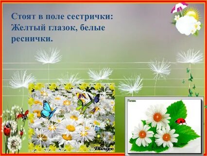 Стоят в полях сестрички белые реснички