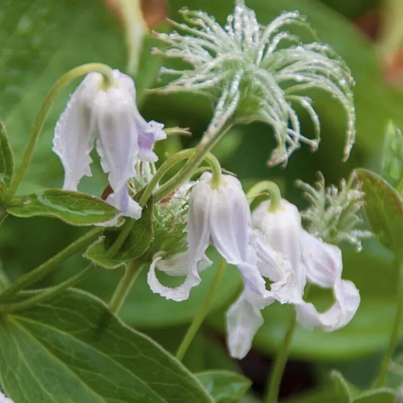 Клематис integrifolia Alba Пулков Сад