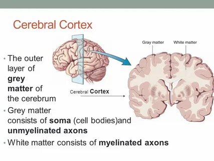 White matter