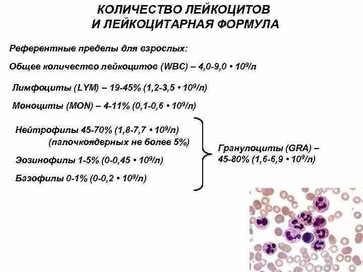 Подсчет лимфоцитов лейкоцитарная формула норма. Подсчет лейкоцитарной формулы формула. Подсчет абсолютного числа лимфоцитов формула. Формула расчета абсолютного количества лимфоцитов. Лейкоцитоз формула