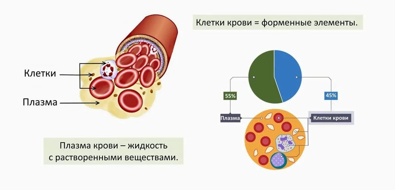 Транспорт продуктов распада к органам выделения. Строение системы крови. Анатомия и физиология системы крови. Состав крови. Кровь система крови.