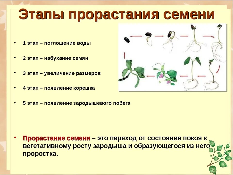 Тест по теме прорастание семян 6 класс. Лабораторная работа по биологии прорастание семян. Таблица по прорастанию семян 6 класс. Лабораторная работа проращивание семян фасоли. Прорастание семян . Фазы прорастания.