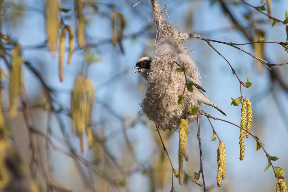 Весной птицы вьют гнезда