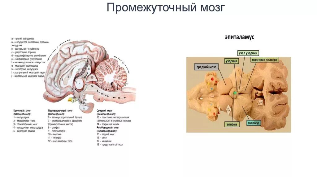 Промежуточный мозг. Промежуточный мозг животных. Эпиталамус мозг. Эпиталамус животных.