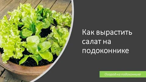 Салат на подоконнике зимой
