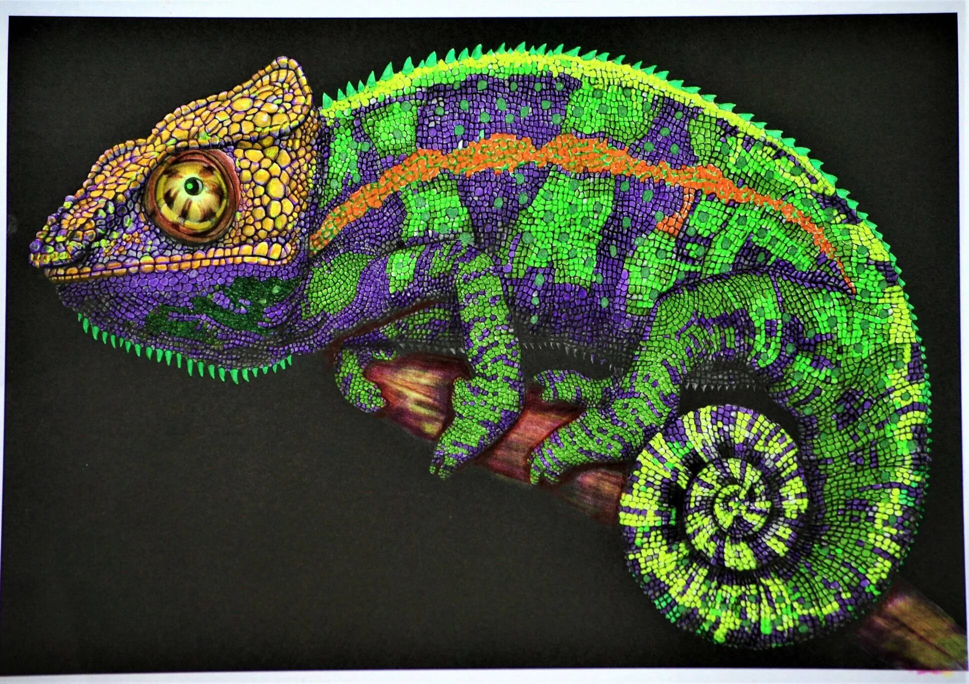 Мысли хамелеона. Calumma parsonii. Мысли хамелеона. Йеменский хамелеон самка. Мысли хамелеона.