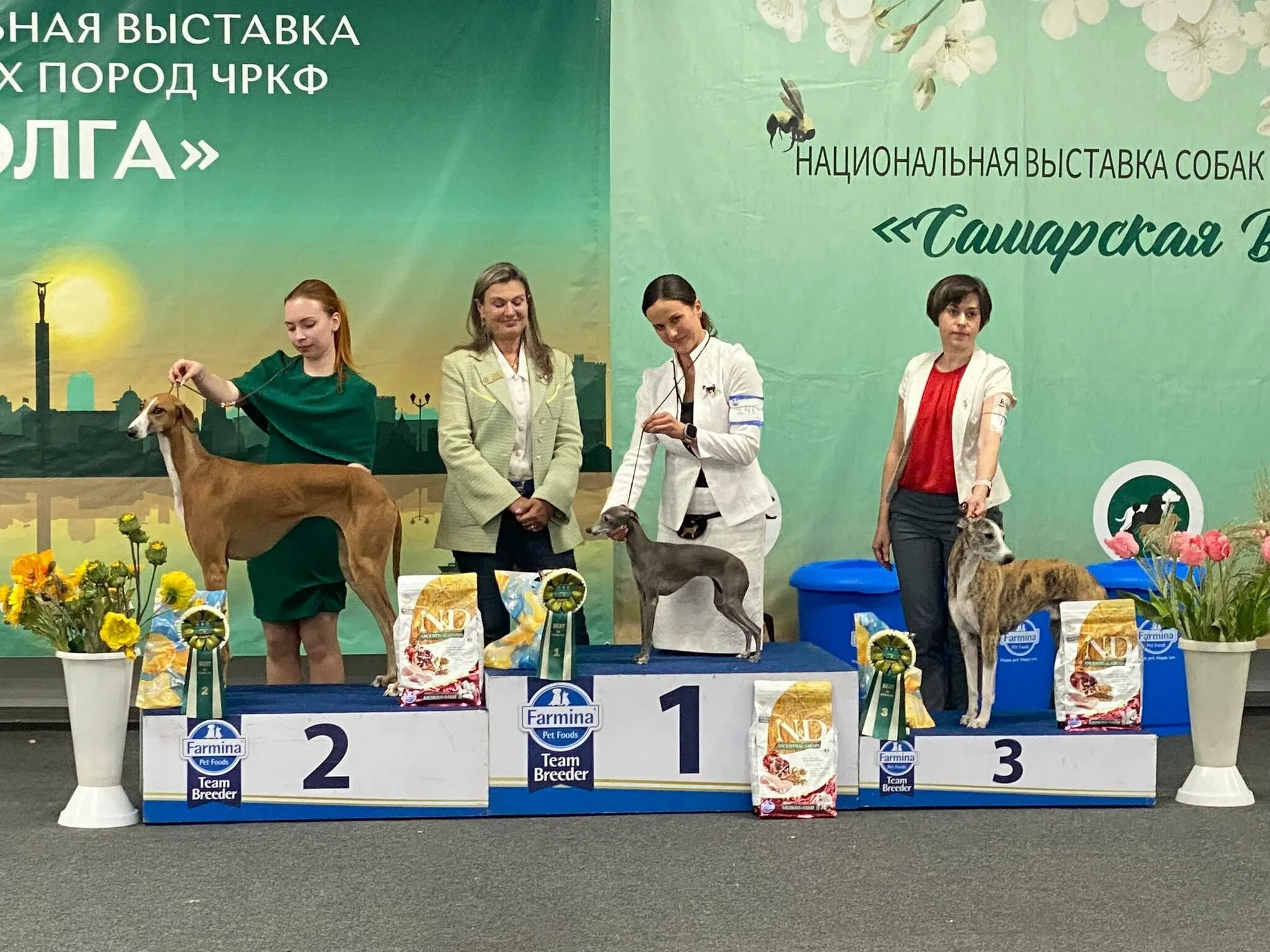 Выставочные собаки. На выставке собак. На выставке собак. Модные собаки 2022. Дог на выставке.