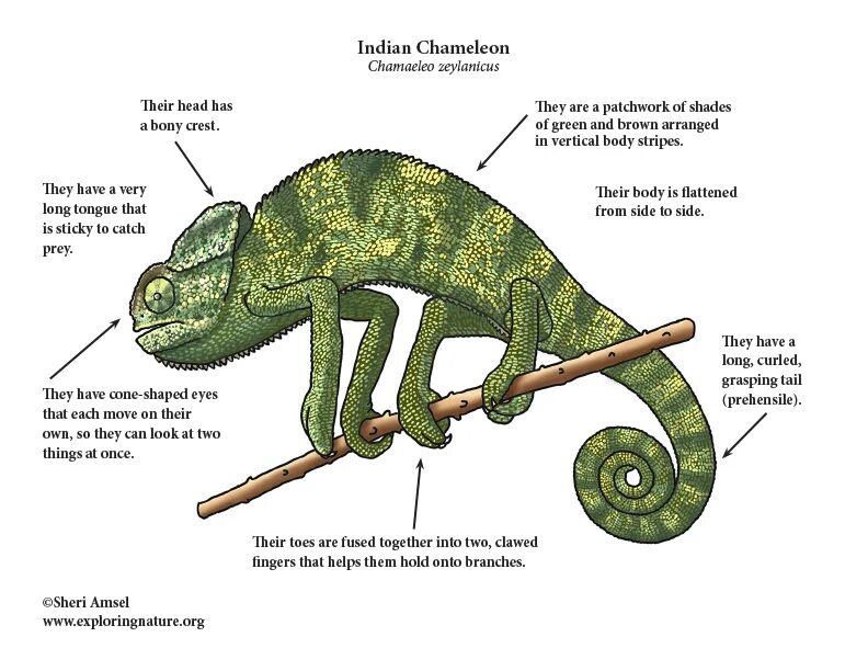 Строение хамелеона. Хамелеон внутреннее и внешнее строение. Внешнее строение хамелиононов. Хамелеон строение тела. Хамелеон схема