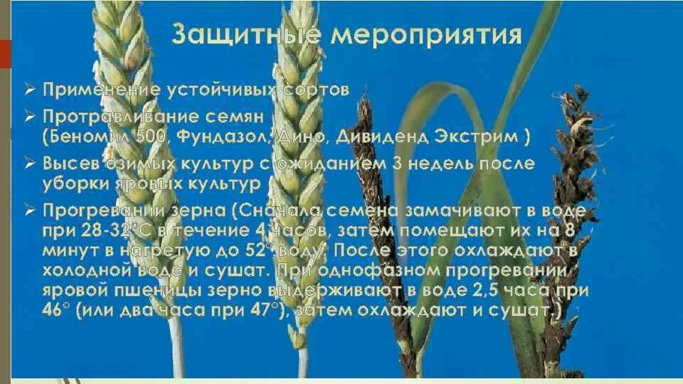 Головня хлебных злаков проявляется в форме. Пыльная головня (ustilago tritici). пыльная головня озимой пшеницы. ustilago tritici пыльная головня пшеницы. пыльная головня ржи.