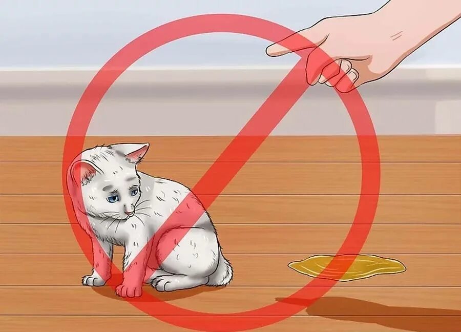 Обучающий кот. Как научить кошку командам. команда котов. команды для кота. команда котят.