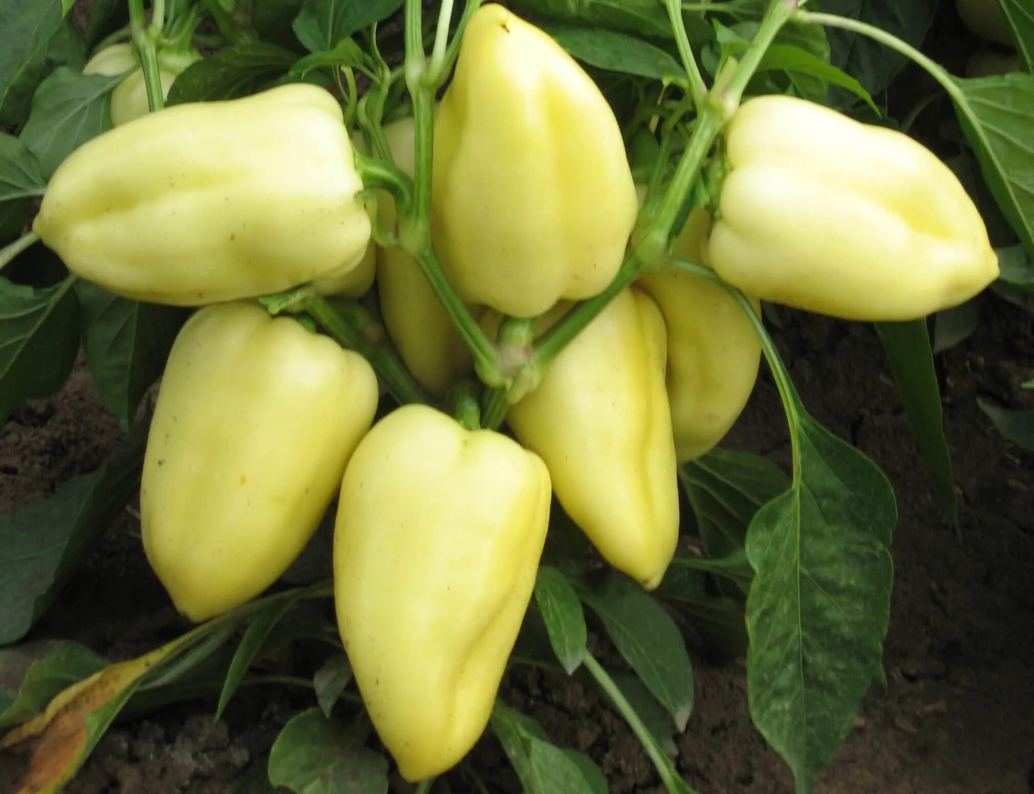 Перец сладкий белозерка. Сорт болгарского перца белозерка. Семена перец сладкий белозерка. Перец белозерка семена. Перец белозерка семена.