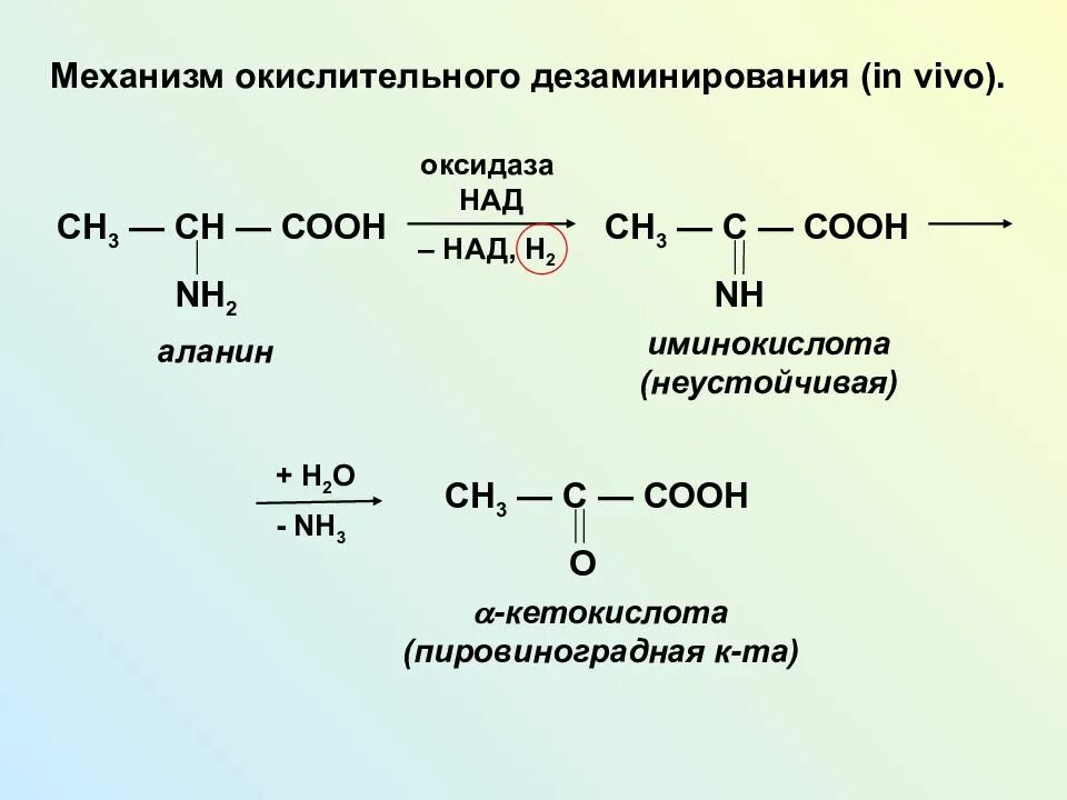 Аланин кислота реакция. Окислительное дезаминирование аланина in vivo. Реакция дезаминирования аминокислот окисление. Реакция окислительного дезаминирования аланина. Восстановительное дезаминирование аланина.