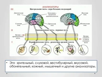 Рецепторы органов сенсорной системы