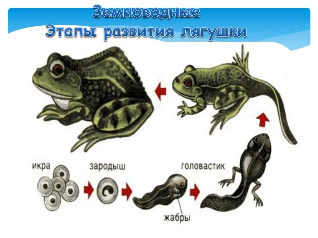 Установите последовательность этапов развития лягушки. Установите последовательность этапов развития лягушки. Эволюция лягушки из головастика. Жизненный цикл лягушки по стадиям развития. Развитие лягушки.